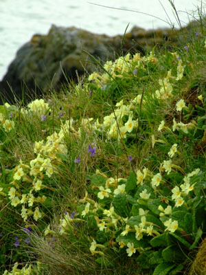 sea-cliff primroses